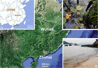 Taxonomy of Three Oxytrichids (Protozoa, Ciliophora, Hypotrichia), With Establishment of the New Species Rubrioxytricha guangzhouensis spec. nov.